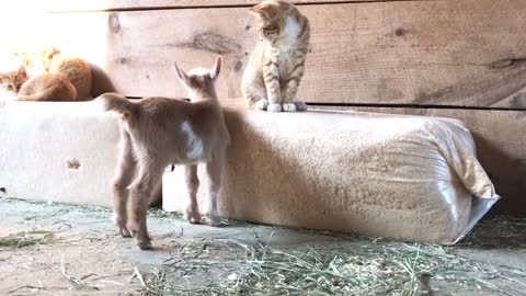 Kittens Barn Makes Friends With Cute Newborn Goat