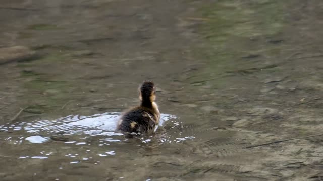 cute ducks