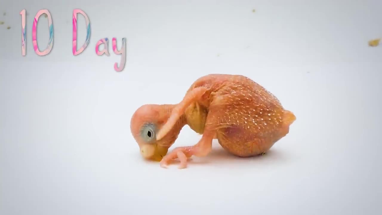 BUDGIE GROWTH STAGES | First 44 Days of Babies Timelapse