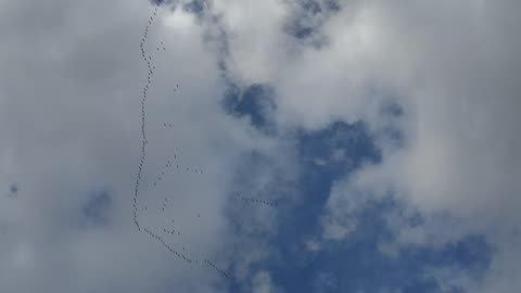 Chain of Sandhill crane air how they unite.