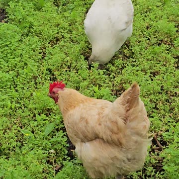 OMC! Calming & uplifting relaxation - Brownie, Whitey, & friends! #chickens #brownie #shorts #hens