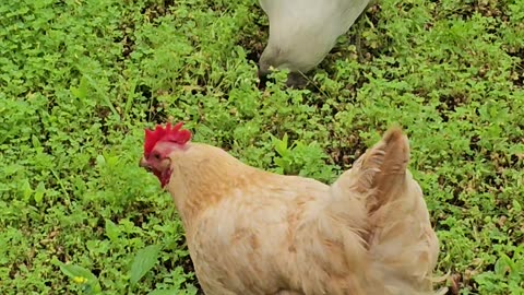 OMC! Calming & uplifting relaxation - Brownie, Whitey, & friends! #chickens #brownie #shorts #hens