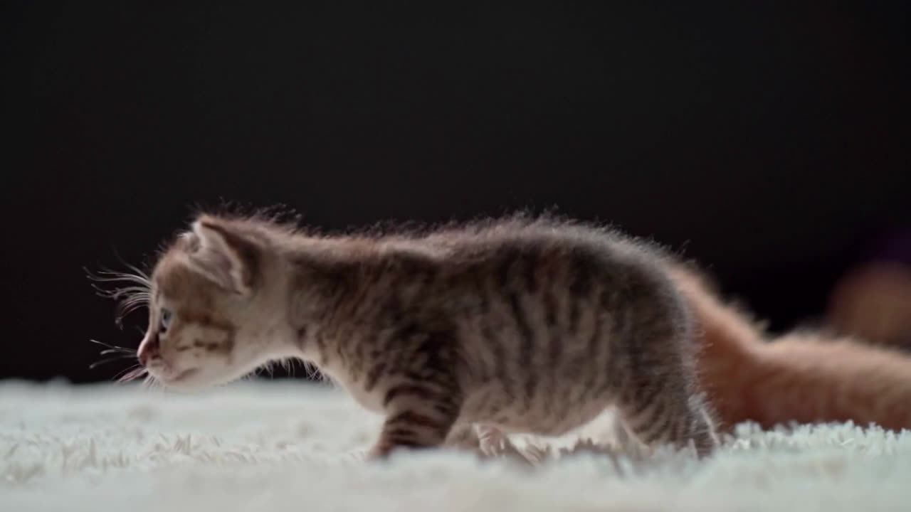 Cute baby cats