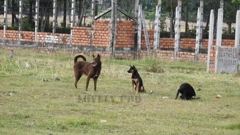 Black labrador vs other