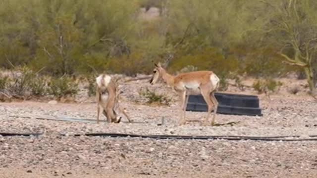 Cabeza Prieta NWR_ Saving the Sonoran Pronghorn_3