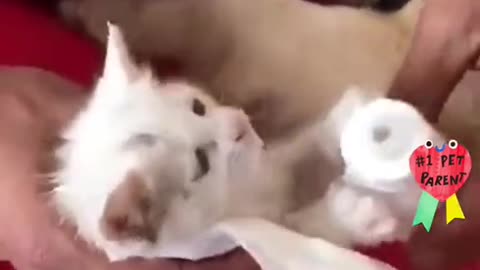 Dog saves cat