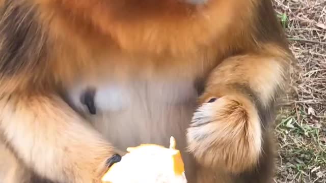 The monkey is eating an orange