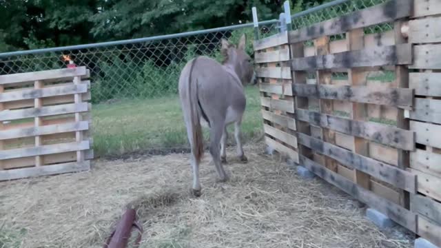 Waffles the Donkey Attempts to Help with Home Projects