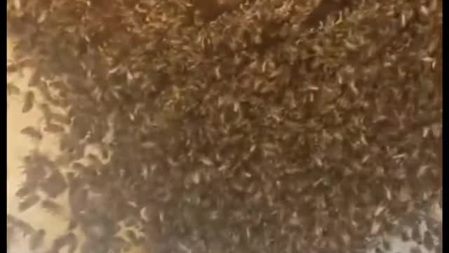 The constant buzz must’ve driven the homeowner mad Via