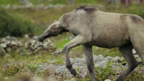 Horse Enjoying It's Surroundings