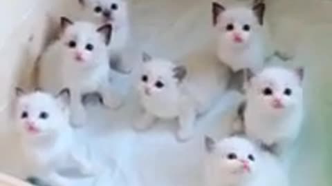 Cute cats