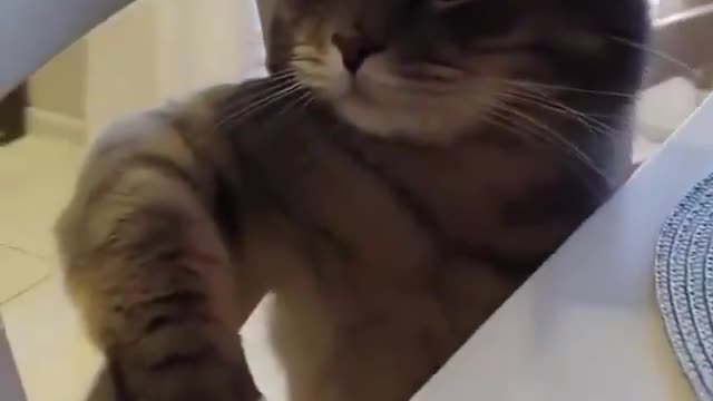 Cat action 🎬