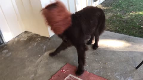 Samson the Newfoundland hates his Halloween costume