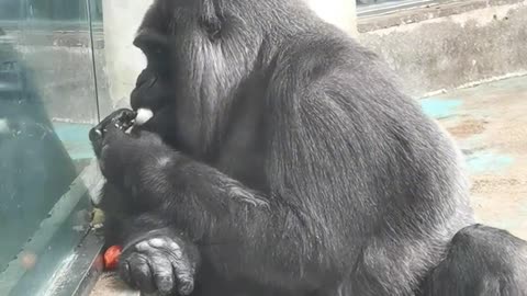 Gorilla Niko Peels Eggs Easily