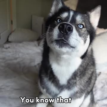 Anyone else’s dog have this same allergy…？ 😂