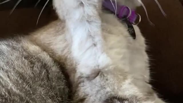 Cute cat video | always enjoyed with own body