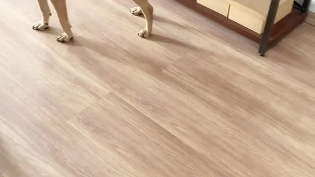 Cute puppy asking for food 🐶