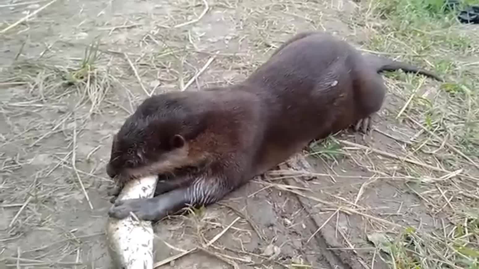 amazing mongoose cultivation in the wild