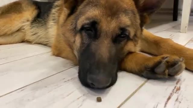 How to wake up a German Shepherd