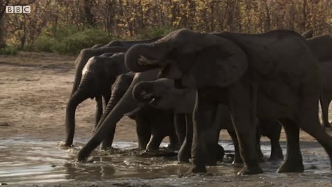 Baby elephant