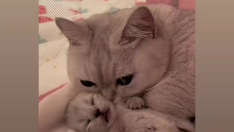 Funny cats vidio#shorts