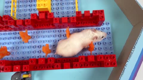 Pool Maze for Hamster - Rainbow Pyramid Maze