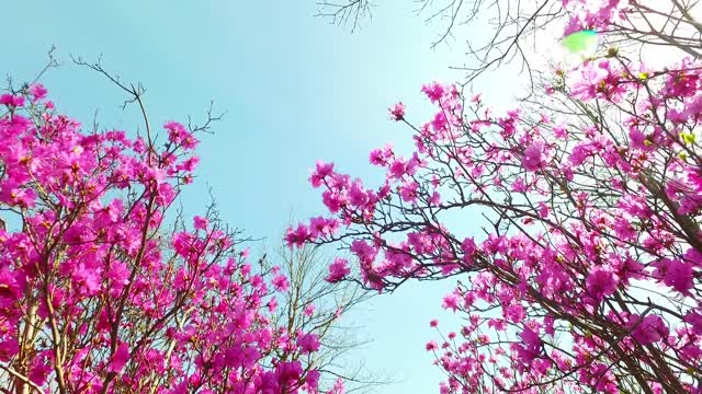 Pink flowers