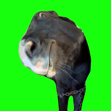 Horse Bombastic Side Eye | Green Screen