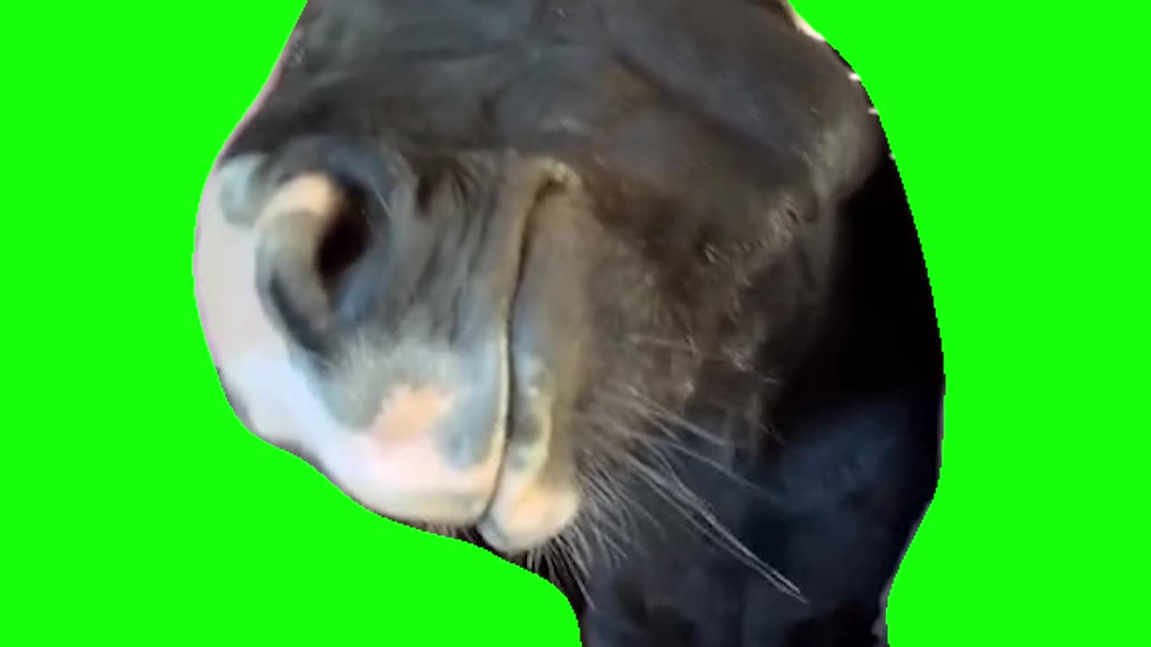 Horse Bombastic Side Eye | Green Screen