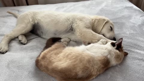 Tiny puppy sleeping with cat