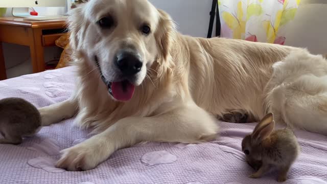 Cute Baby Bunnies think the Golden Retriever is their Mother part 2