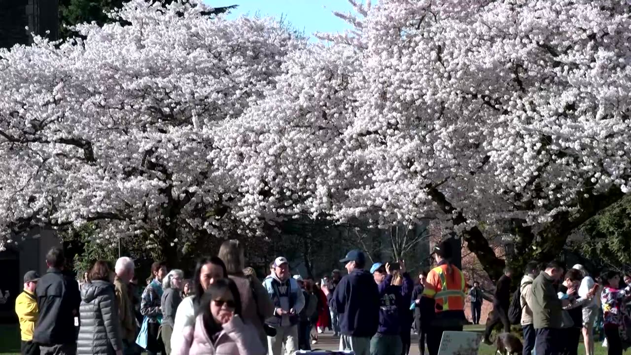 Americans flock to see spring's cherry blossoms