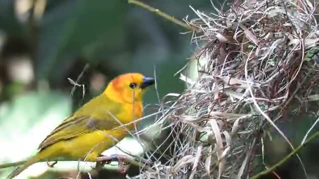 Bird try to making nest