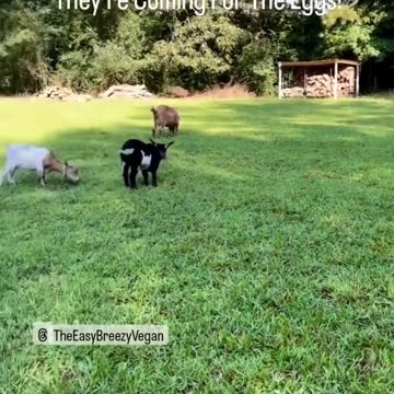 They're Coming For The Eggs 😆