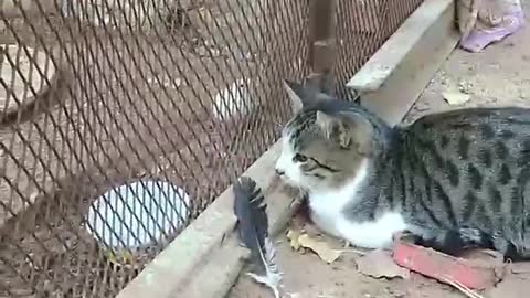 hungry cat+chicks