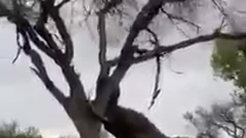 How strong are Elephants