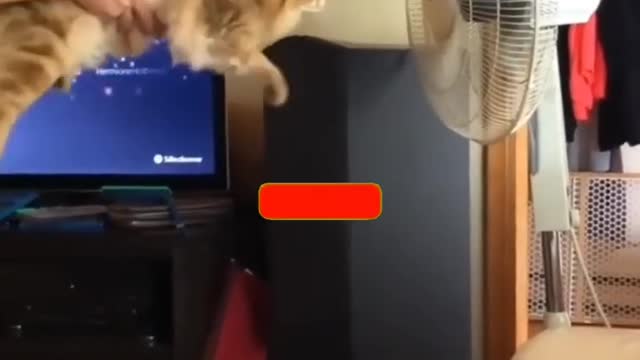 Cat Funny Video