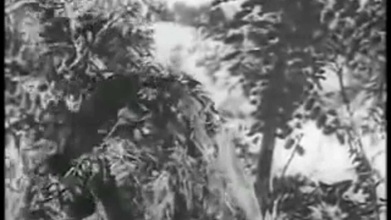 Sniper Field Training