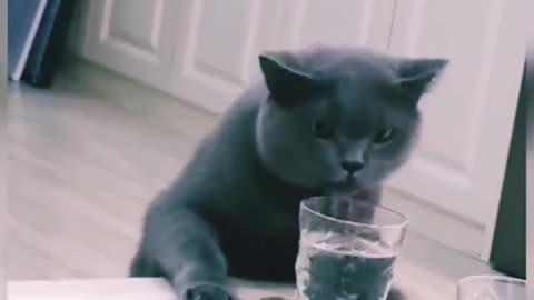 Funny Cat Compilation 😂😂😂😸😸