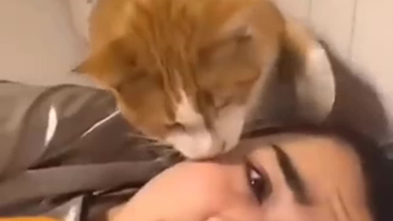Funny cat and dog video