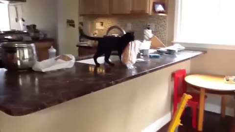funny videos