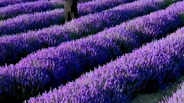 At the same latitude as Provence, the Ili Valley now has a romantic purple smell in the air.