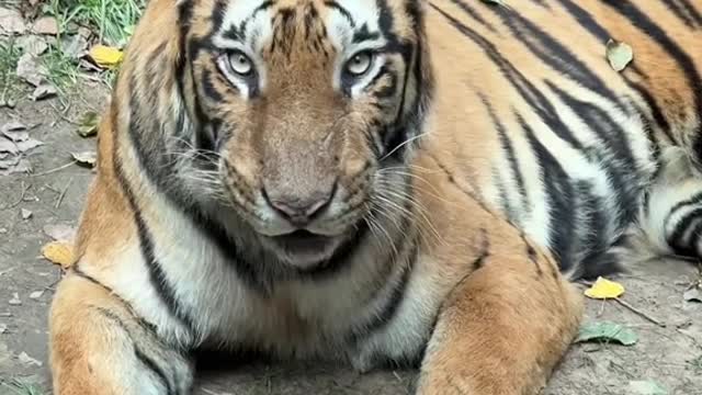The tiger