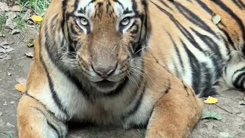 The tiger