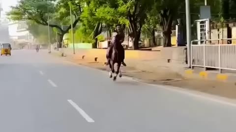 Horse running video (horse race )