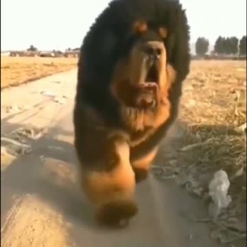 top 2 funny animals video