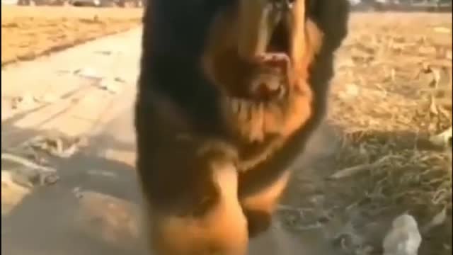 top 2 funny animals video