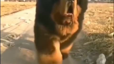 top 2 funny animals video