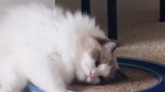 A collection of pets. Cats look exactly like themselves