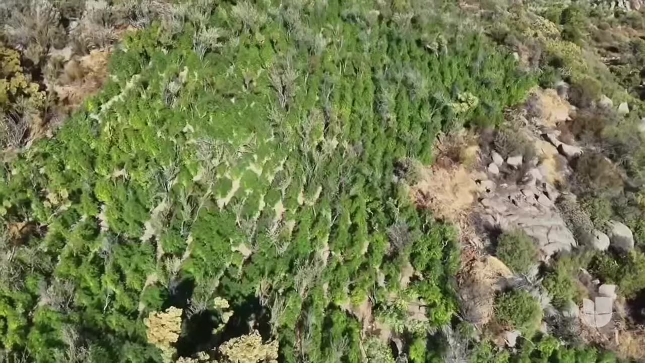 Así es como autoridades de México detectan y destruyen plantaciones de marihuana en Baja California